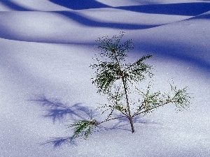snow, drifts, seedling, pine