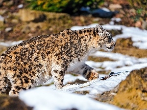 snow, snow leopard