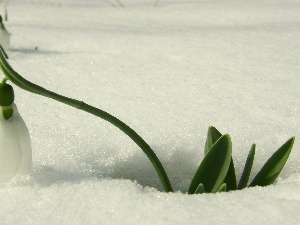 snow, Snowdrop