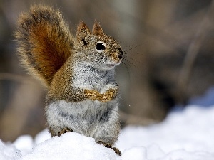 snow, squirrel