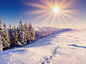 snow, Sky, sun, Christmas