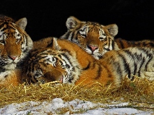 snow, grass, Three, tigress