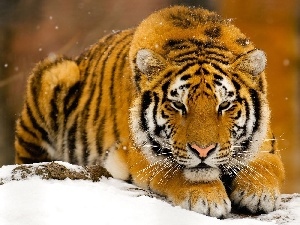 snow, tiger