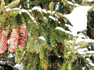 snow, cones, Twigs, spruce