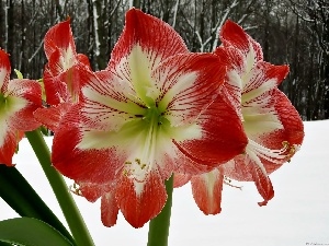 winter, snow, amaryllis