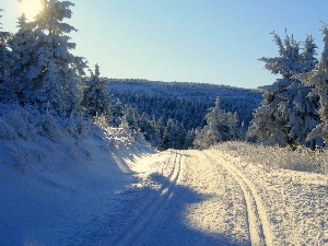 snow, Way, winter, forest