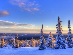 snow, Spruces, west, winter, sun