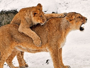 young, snow, Lioness