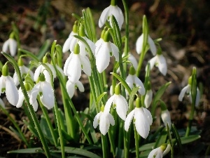 snowdrops