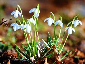 Flowers, snowdrops, nature