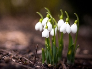 Flowers, snowdrops, Spring