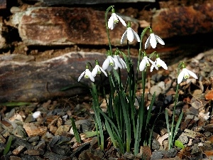 Flowers, snowdrops, Spring