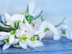 snowdrops, Bench, small bunch