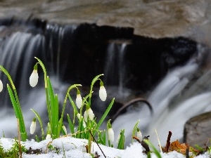 snow, snowdrops, waterfall