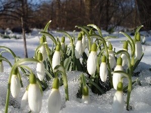 snowdrops, snow