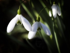 snowdrops, Spring