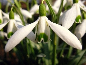 snowdrops, White