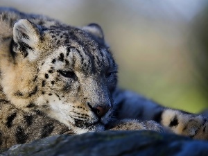 snowy, snow leopard, Leopards