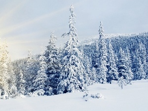 Snowy, Spruces, rays of the Sun