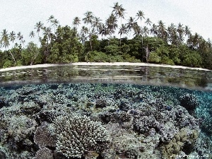 Solomon, Islands, reef, Palms, coral