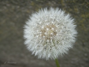 dandelion, sow-thistle