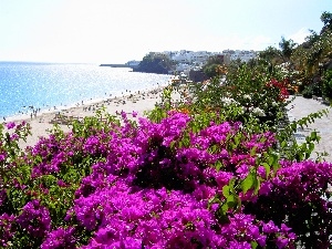 Spain, Flowers, sea, Beaches