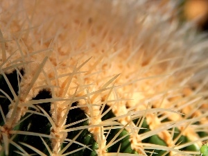 Spikes, Cactus