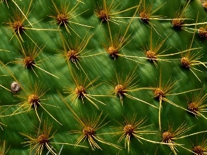 Spikes, Cactus