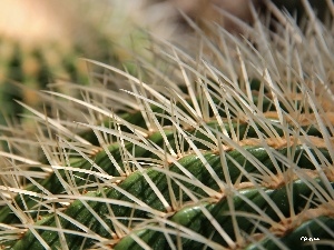 Spikes, Cactus