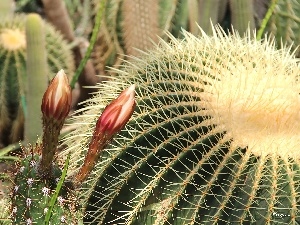 Cactus, Spikes, flourishing
