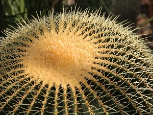 Spikes, Cactus