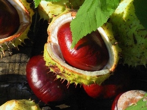 chestnuts, Spikes, Brown