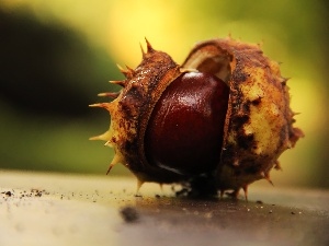 fruit, Spikes, chestnut