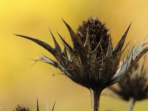 teasel, Spikes, dry