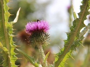 Spikes, teasel