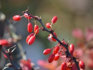 Spikes, Fruitbodies, twig, barberry