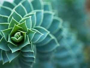 spiral, Cactus