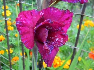 spots, Blue, amaranth, gladiolus