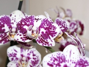 spots, purple, Flowers, orchid