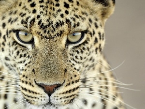 hair, spots, Leopards