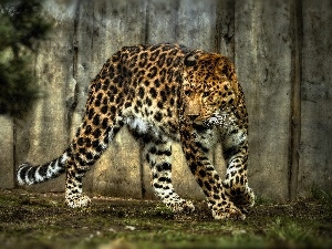 spots, Jaguar