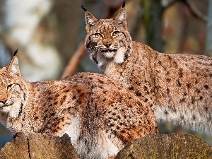 Logs, spots, lynx