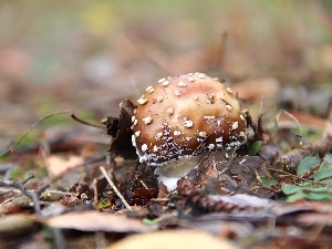Spots, White, mushroom, toadstool