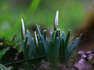 Buds, Spring, snowdrops