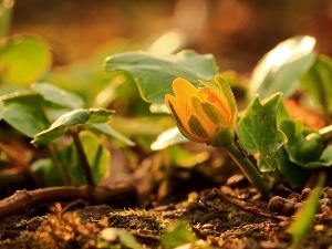 Spring, Colourfull Flowers, fig buttercup, Yellow