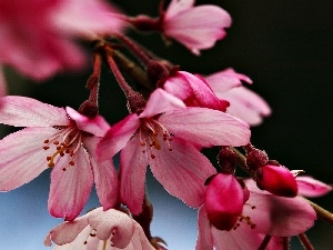 cherry, Spring, Flowers