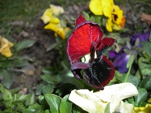 Spring, pansy, Colourfull Flowers