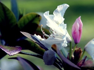 Spring, Leaf, White, Colourfull Flowers