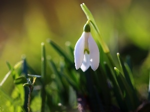 Spring, Snowdrop, White, Colourfull Flowers