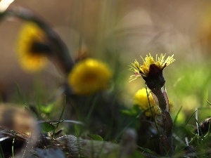 Spring, Flowers, Common Coltsfoot, Yellow